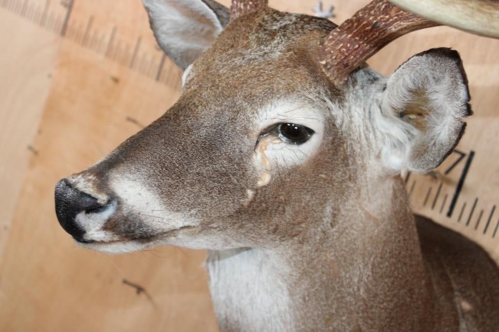 8-Point WHITETAIL DEER Shoulder Mount - 4