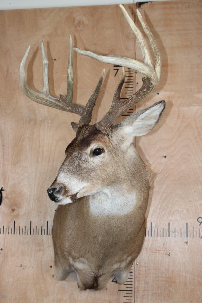 Big 9-Point Typical WHITETAIL DEER Shoulder Mount - 2