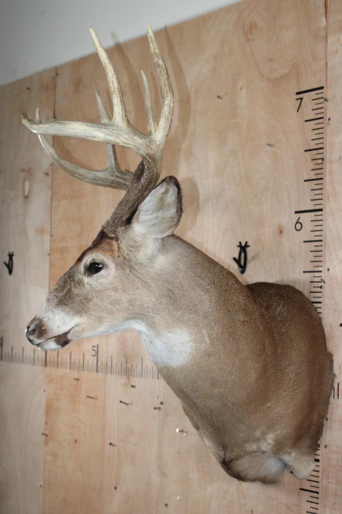 Big 9-Point Typical WHITETAIL DEER Shoulder Mount - 3