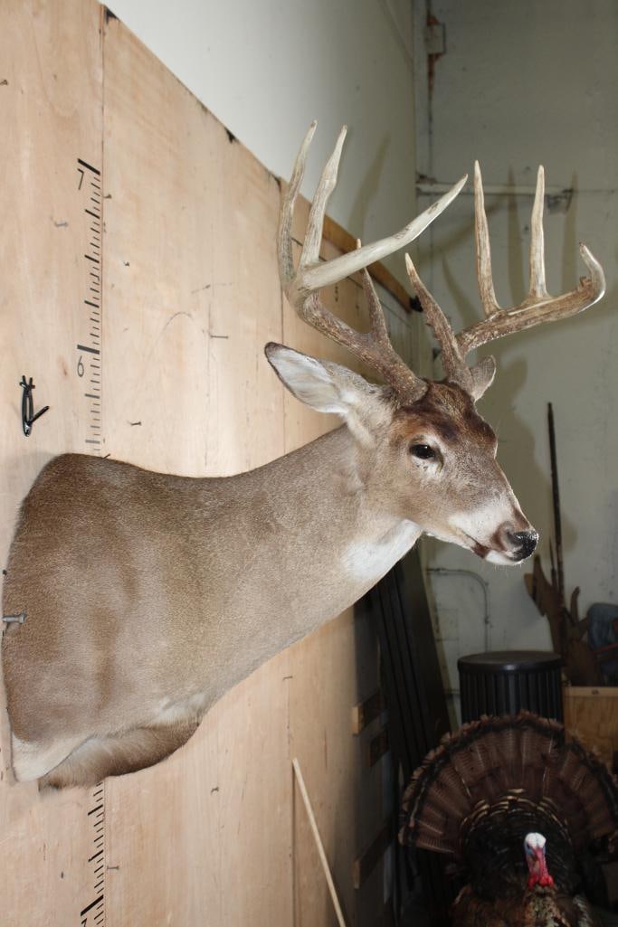 Big 9-Point Typical WHITETAIL DEER Shoulder Mount - 4