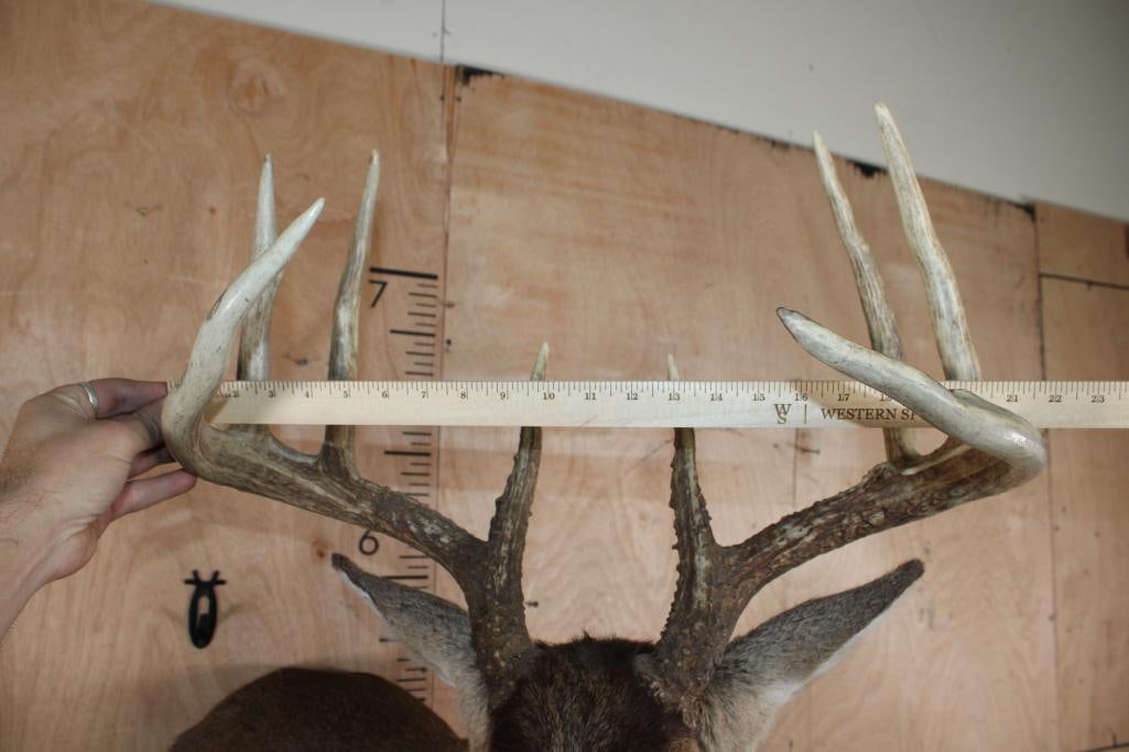 Big 9-Point Typical WHITETAIL DEER Shoulder Mount - 5