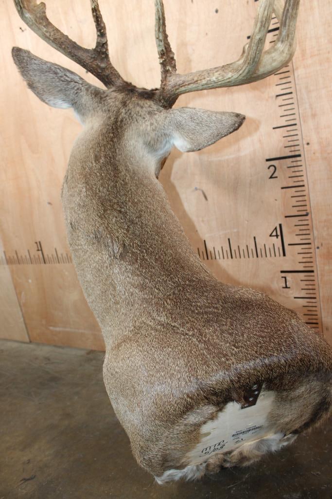 Big 9-Point Typical WHITETAIL DEER Shoulder Mount - 6