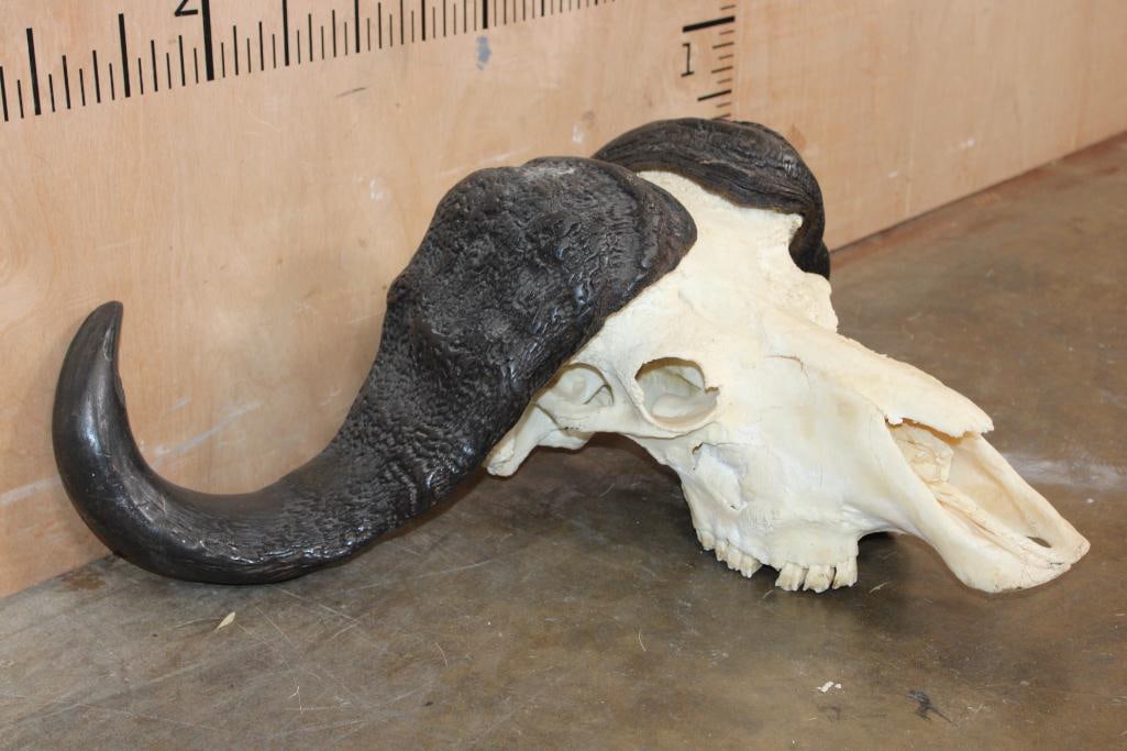 CAPE BUFFALO Skull - 2