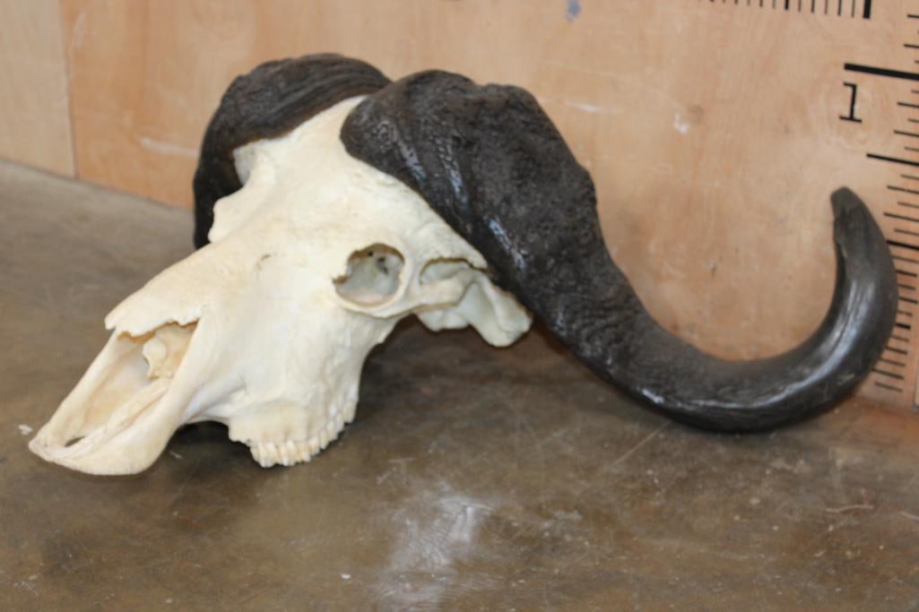 CAPE BUFFALO Skull - 3
