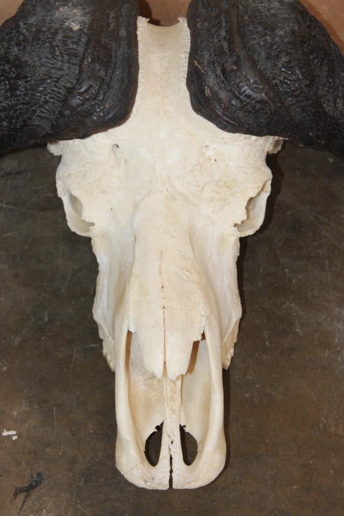 CAPE BUFFALO Skull - 4