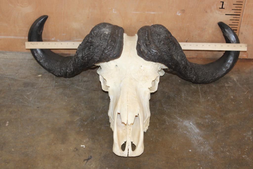 CAPE BUFFALO Skull - 5