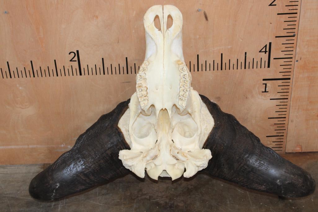 CAPE BUFFALO Skull - 6