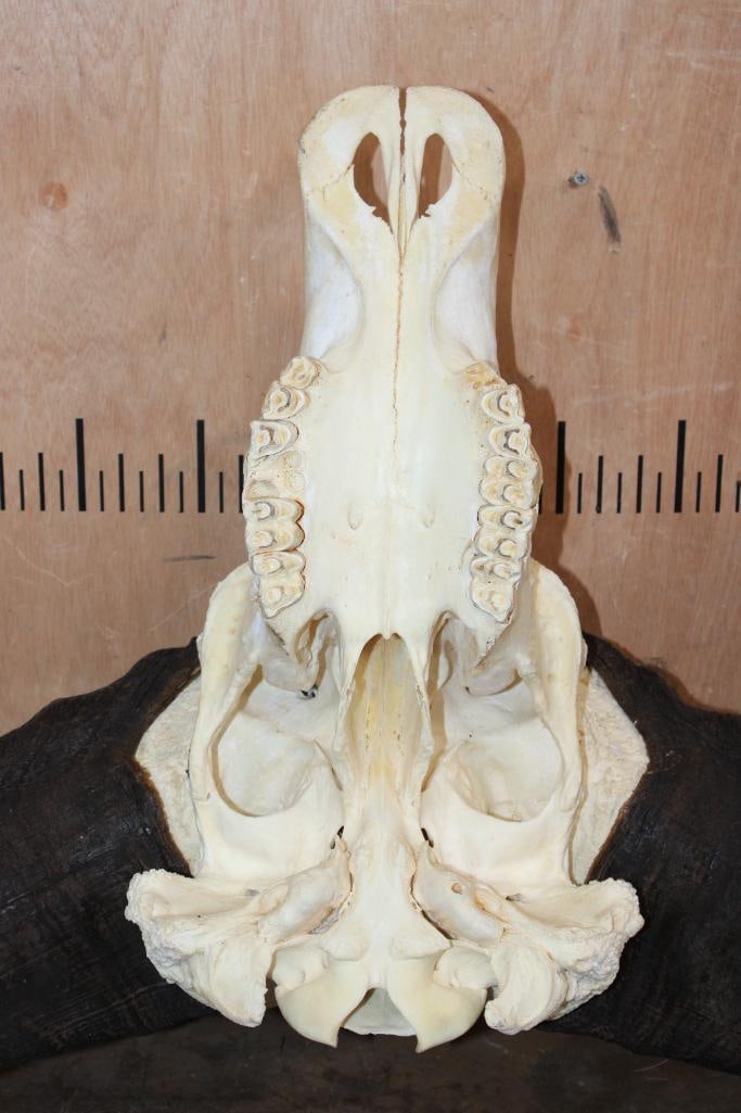 CAPE BUFFALO Skull - 7
