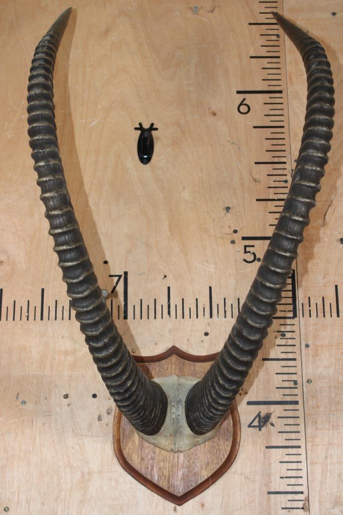 Big Set of SABLE Horns on a Skull Cap and Mounted on a Wood Plaque - 2