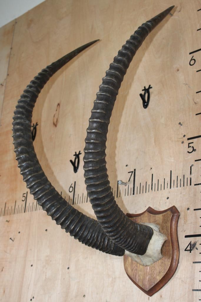Big Set of SABLE Horns on a Skull Cap and Mounted on a Wood Plaque - 3