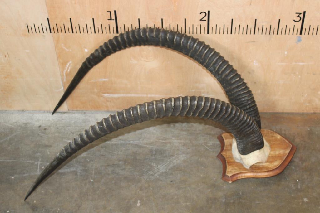 Big Set of SABLE Horns on a Skull Cap and Mounted on a Wood Plaque - 4