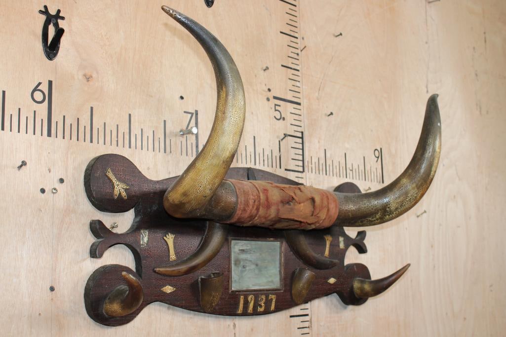 BULL or STEER Horns Mounted on a Decorative Wood Plaque from 1937 - 2