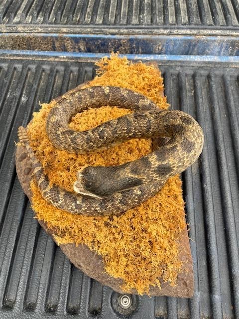 "Striking" RATTLESNAKE on a Habitat Base - 2
