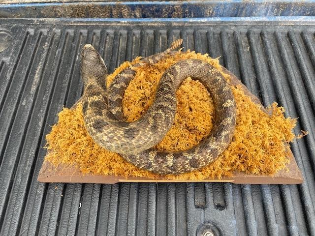 "Striking" RATTLESNAKE on a Habitat Base - 3