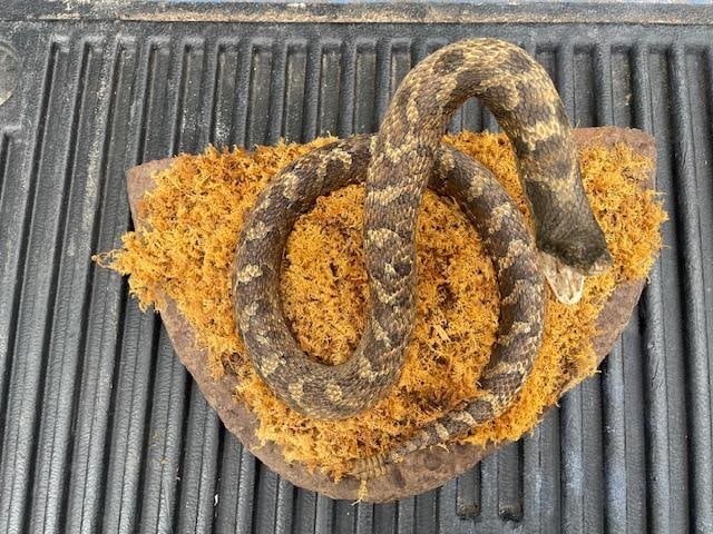 "Striking" RATTLESNAKE on a Habitat Base - 4