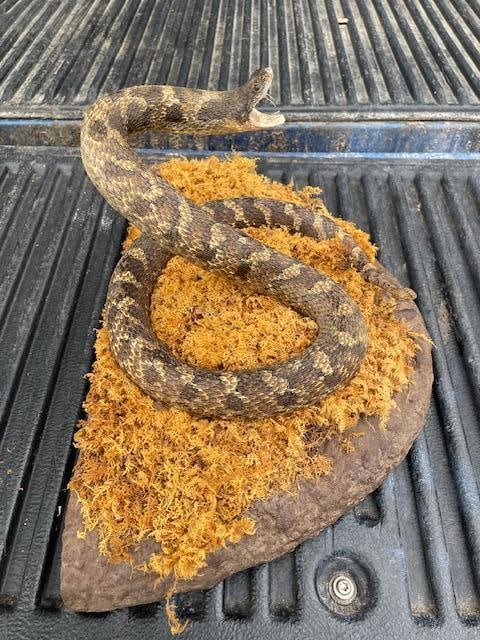 "Striking" RATTLESNAKE on a Habitat Base - 5