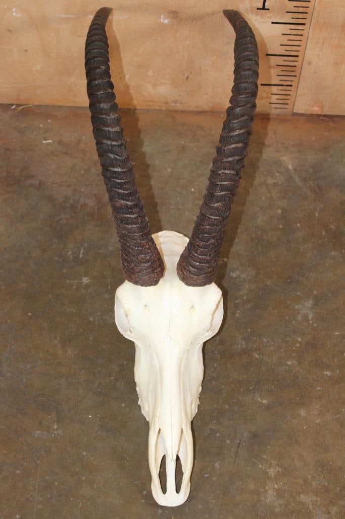 SABLE Skull with All its Teeth - 2