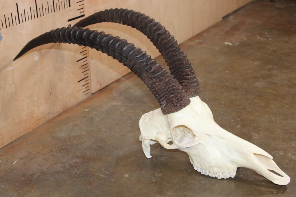 SABLE Skull with All its Teeth - 3