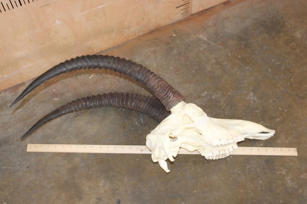 SABLE Skull with All its Teeth - 4