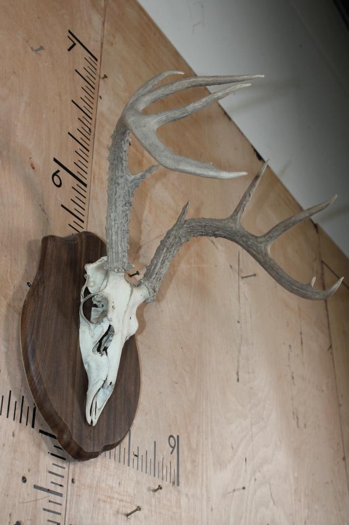 9-Point Euro Cut WHITETAIL DEER Skull mounted on a Wood Plaque - 2