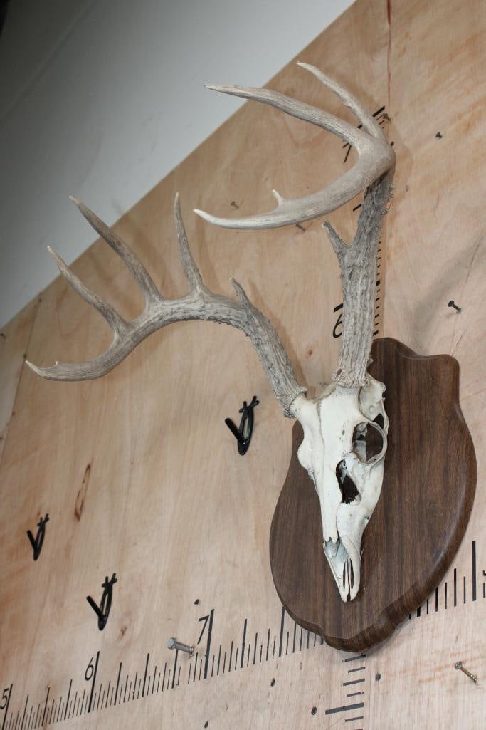 9-Point Euro Cut WHITETAIL DEER Skull mounted on a Wood Plaque - 3