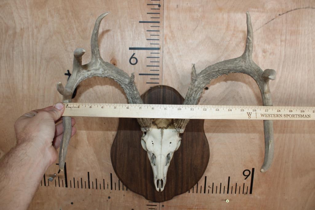 9-Point Euro Cut WHITETAIL DEER Skull mounted on a Wood Plaque - 4