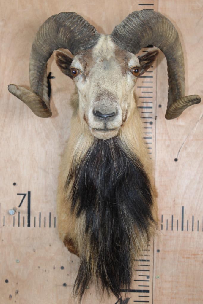 CORSICAN SHEEP Ram Shoulder Mount: CORSICAN SHEEP Ram Shoulder Mount. This is an older mount in Good Condition. TAXIDERMY 