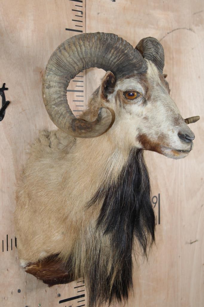 CORSICAN SHEEP Ram Shoulder Mount - 2