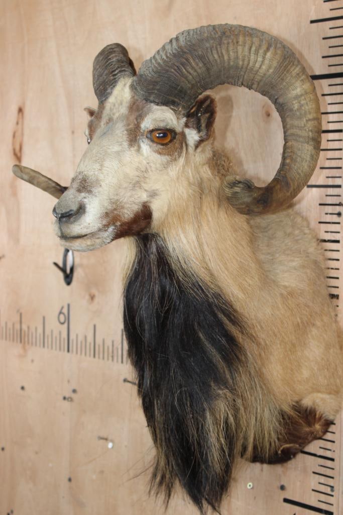 CORSICAN SHEEP Ram Shoulder Mount - 3