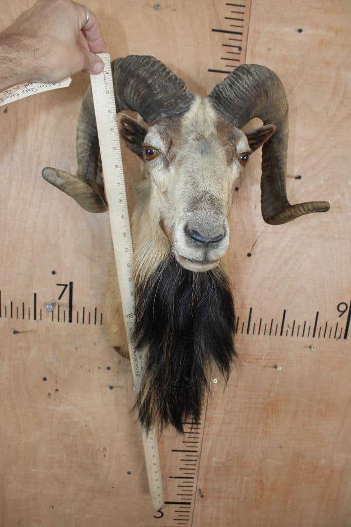 CORSICAN SHEEP Ram Shoulder Mount - 4