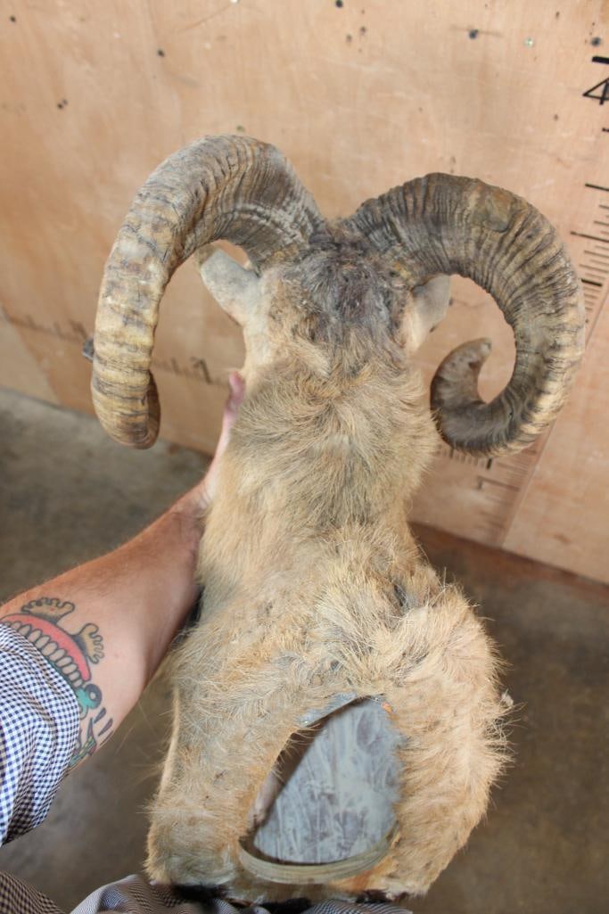 CORSICAN SHEEP Ram Shoulder Mount - 5