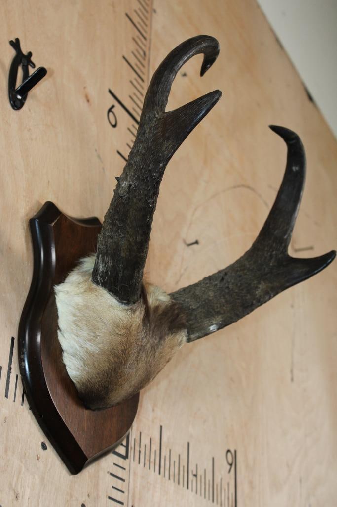 Big, Heavy Set of PRONGHORN Horns with Hide Mounted on a Wood Plaque - 2