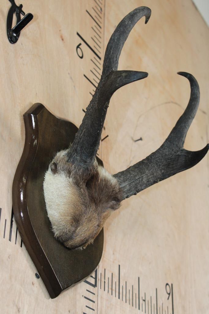 Big, Heavy Set of PRONGHORN Horns with Hide Mounted on a Wood Plaque - 2
