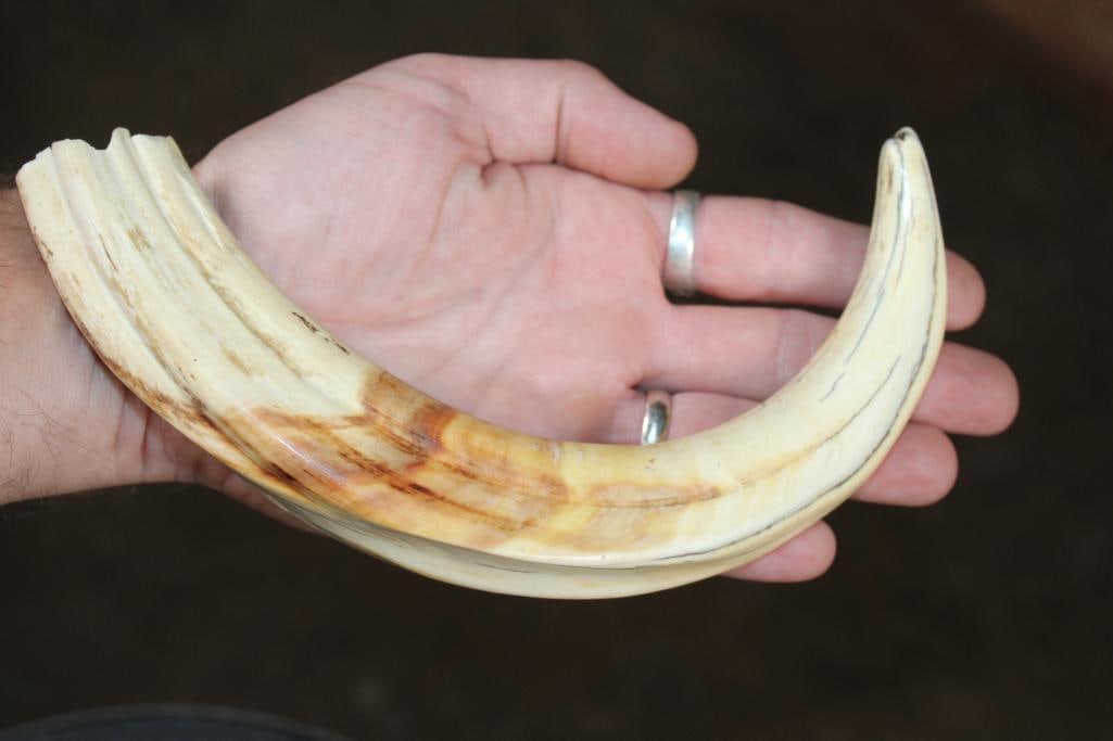 Big Set of WARTHOG Tusks - 2