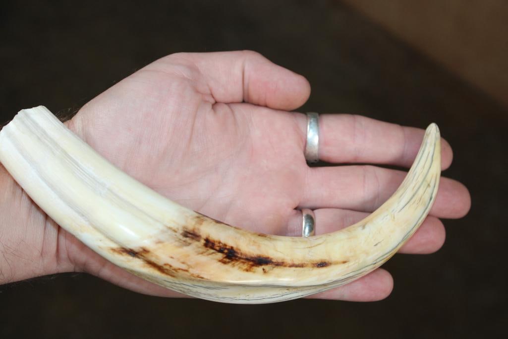 Big Set of WARTHOG Tusks - 3