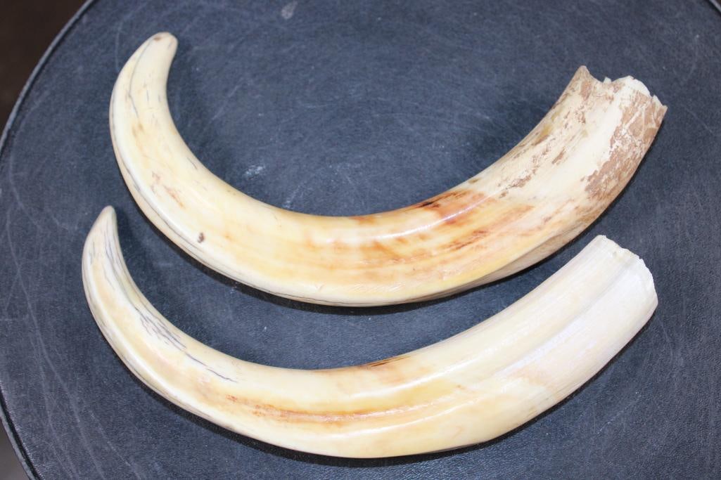 Big Set of WARTHOG Tusks - 4