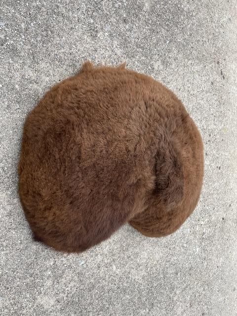BUFFALO or BISON Butt or Rear End! - 4