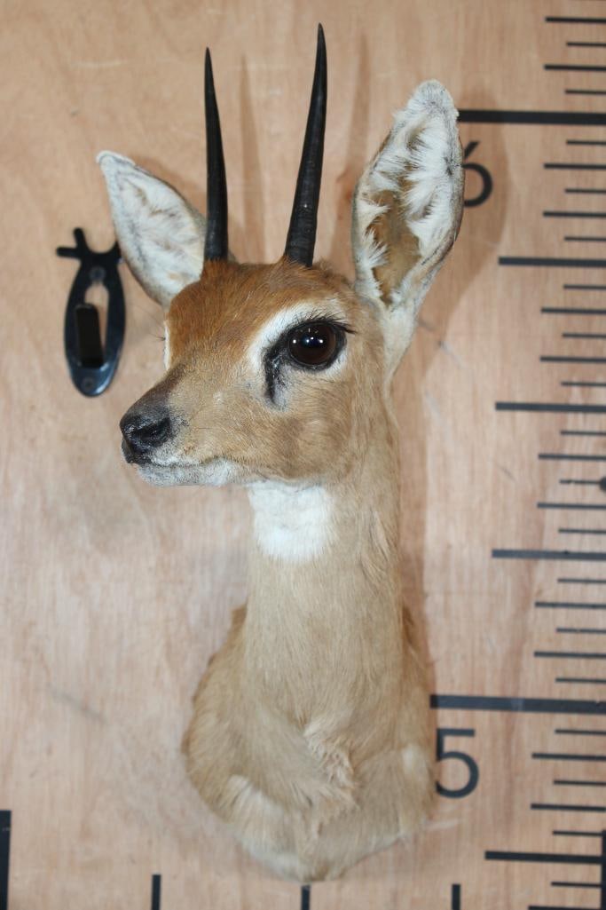 STEENBOK Shoulder Mount - 2