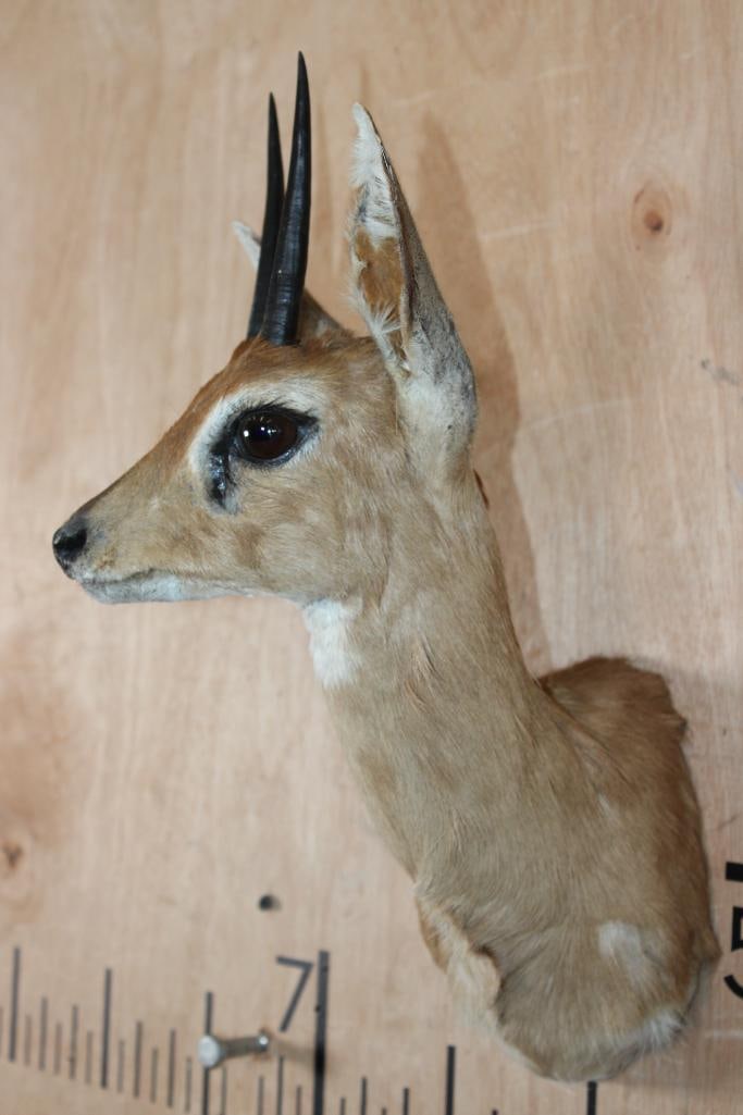 STEENBOK Shoulder Mount - 3