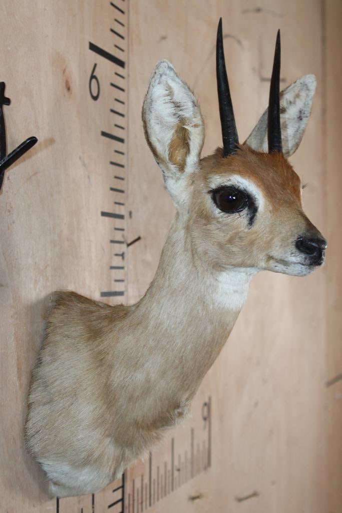 STEENBOK Shoulder Mount - 4