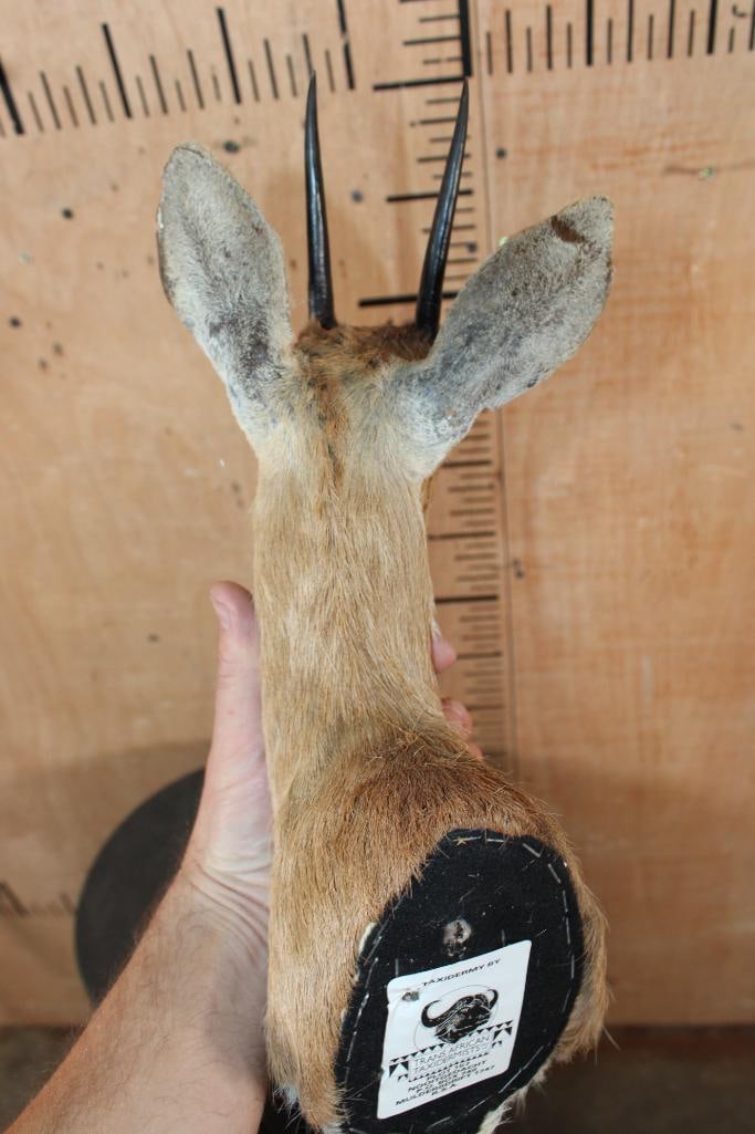 STEENBOK Shoulder Mount - 5