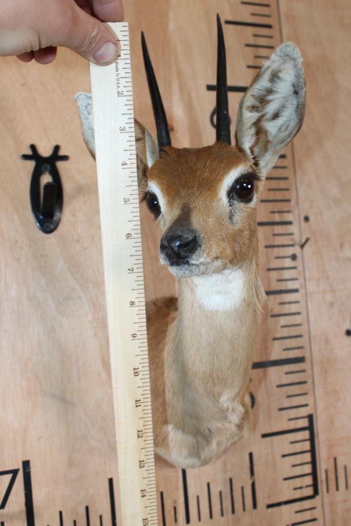 STEENBOK Shoulder Mount - 6