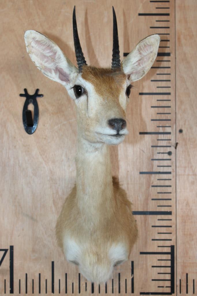 ORIBI Shoulder Mount: Nice, Clean, and Newer ORIBI Shoulder Mount. The Horns measure 4 5/8" Long each and the mount is in Good Condition. TAXIDERMY 