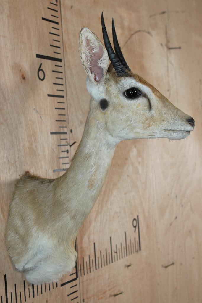 ORIBI Shoulder Mount - 3