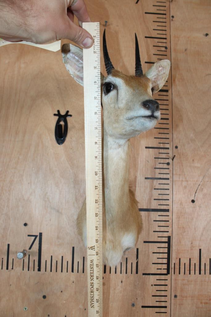 ORIBI Shoulder Mount - 4