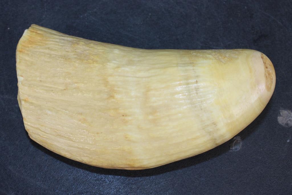 Antique XXL SPERM WHALE Tooth - 2