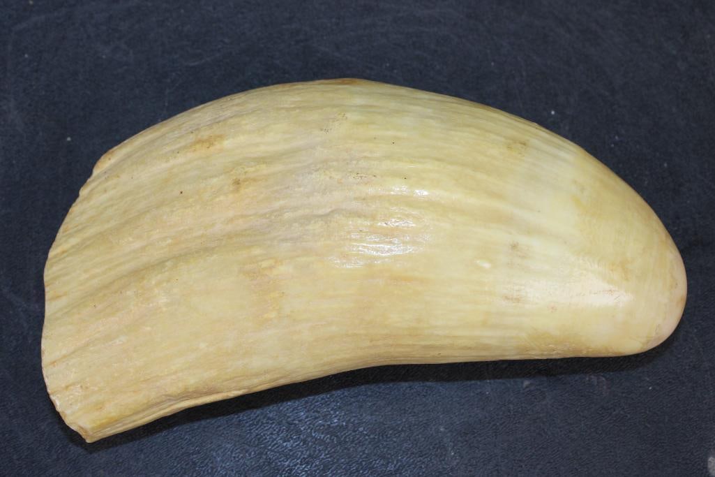 Antique XXL SPERM WHALE Tooth - 3