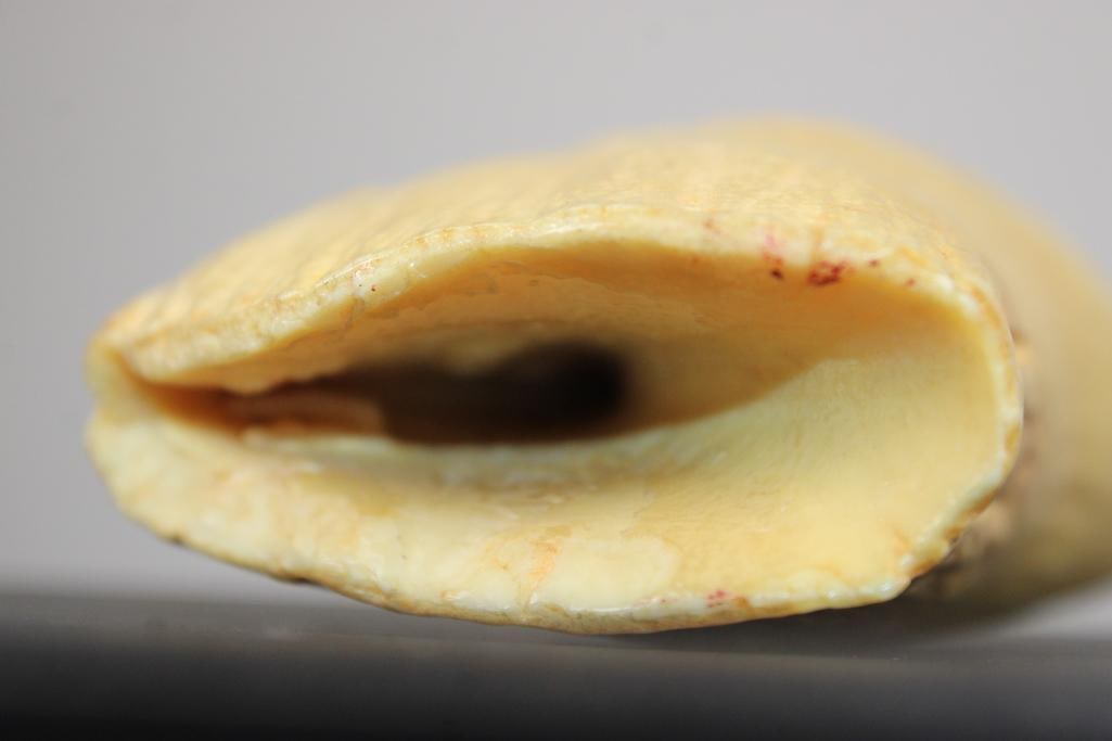 Antique XXL SPERM WHALE Tooth - 5