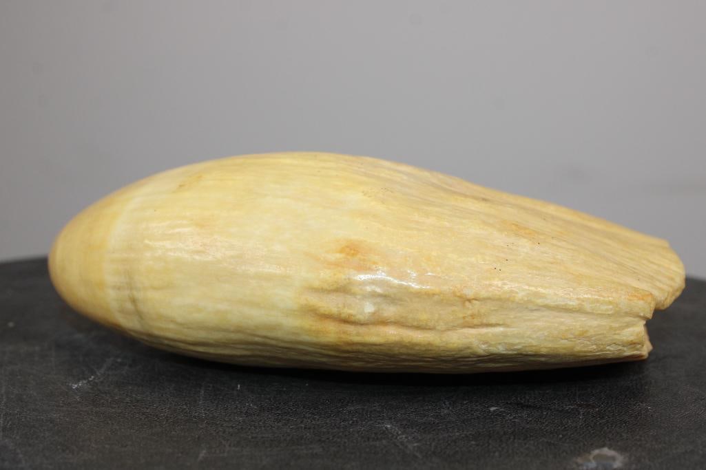 Antique XXL SPERM WHALE Tooth - 6