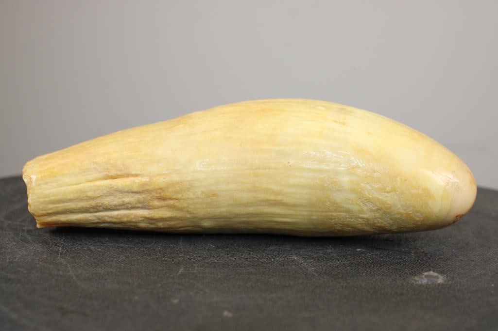 Antique XXL SPERM WHALE Tooth - 7
